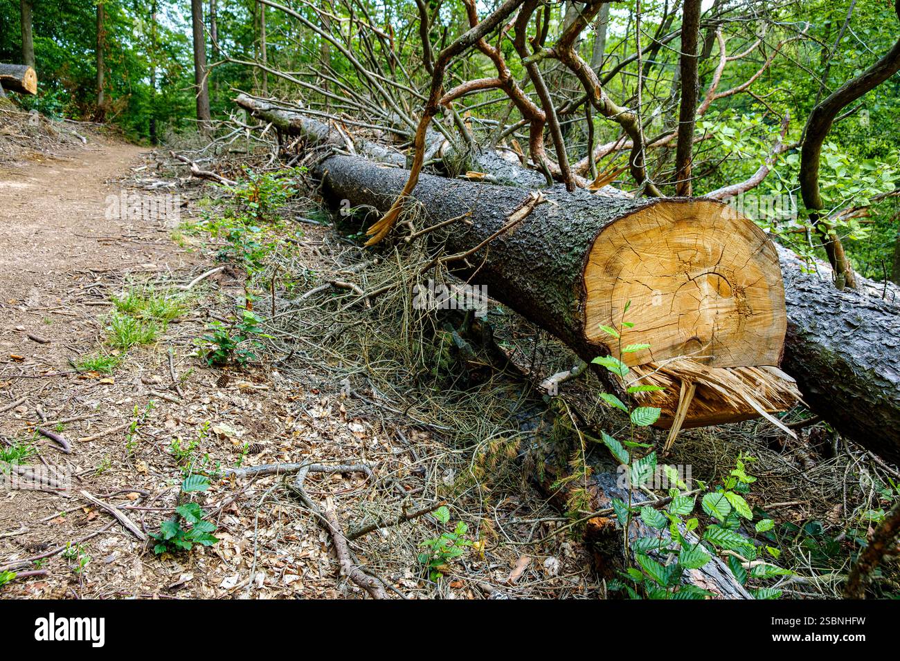 Cut tree trunk at the edge of a mountain path in the Thuringian Forest near the Wartburg near Eisenach, Thuringia, Germany. Stock Photo