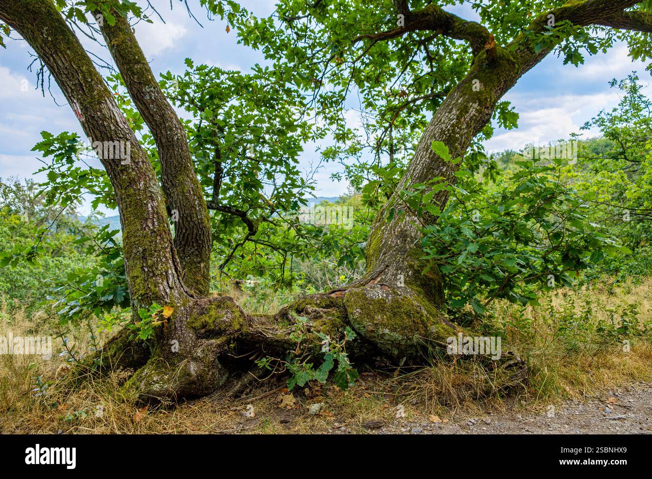 Imposing group of trees at the edge of a mountain path in the Thuringian Forest near the Wartburg near Eisenach, Thuringia, Germany. Stock Photo