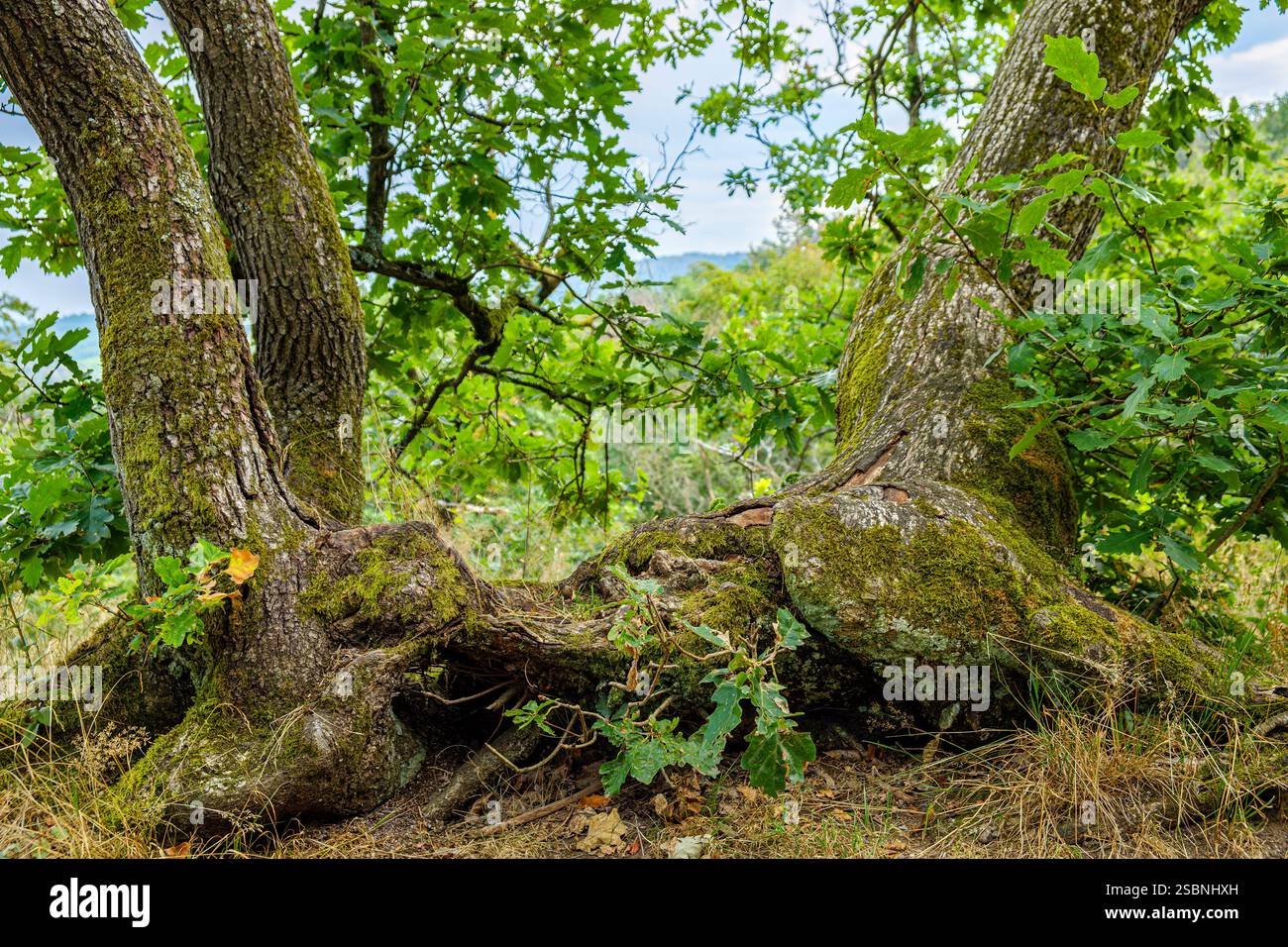 Imposing group of trees at the edge of a mountain path in the Thuringian Forest near the Wartburg near Eisenach, Thuringia, Germany. Stock Photo