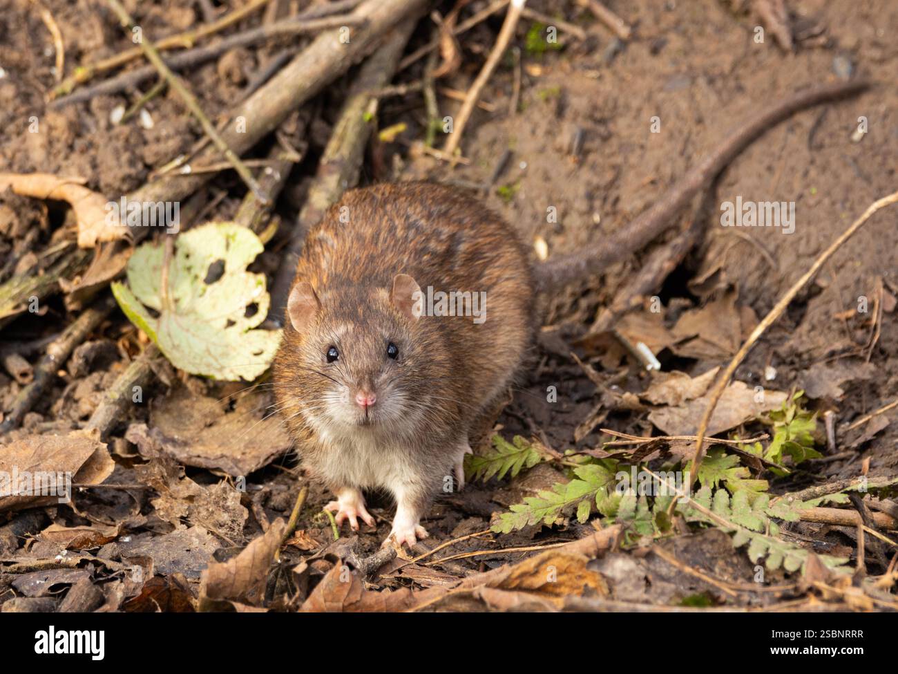 The Brown Rat originated in Northern China but has spread to all ...