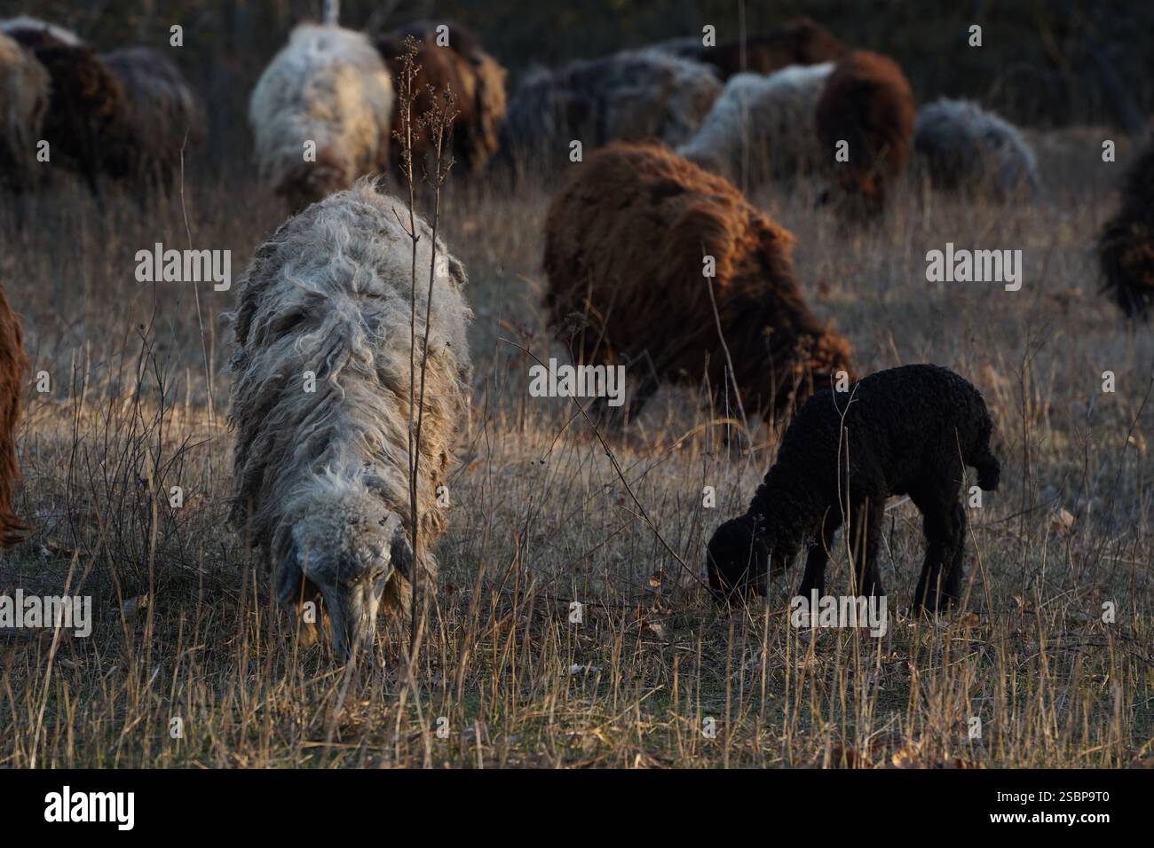 Sheep grazing in a field with a black sheep in the front Stock Photo ...