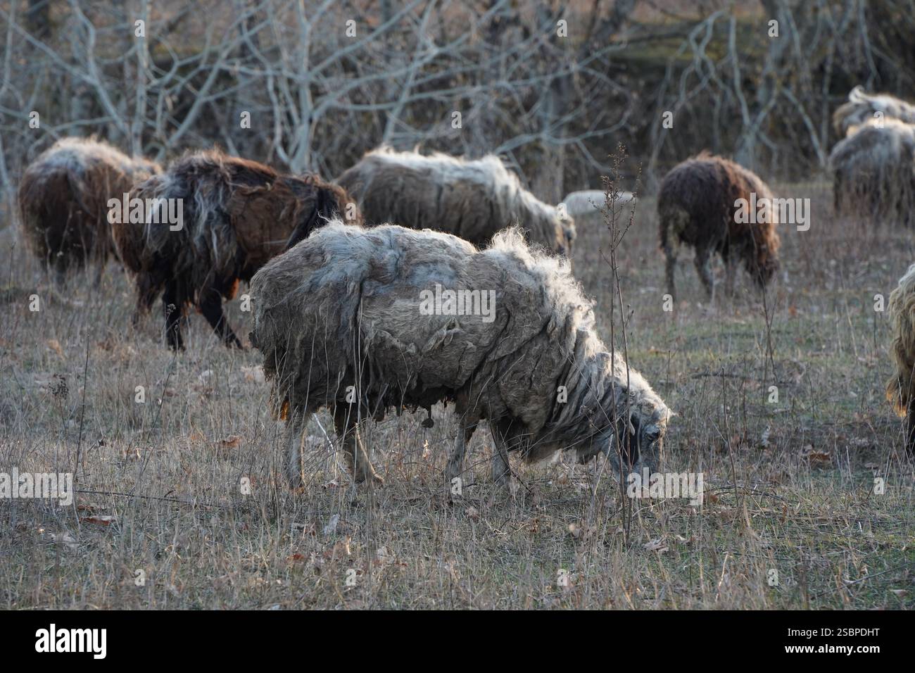 A herd of sheep grazing in a field with distant trees for shade Stock ...