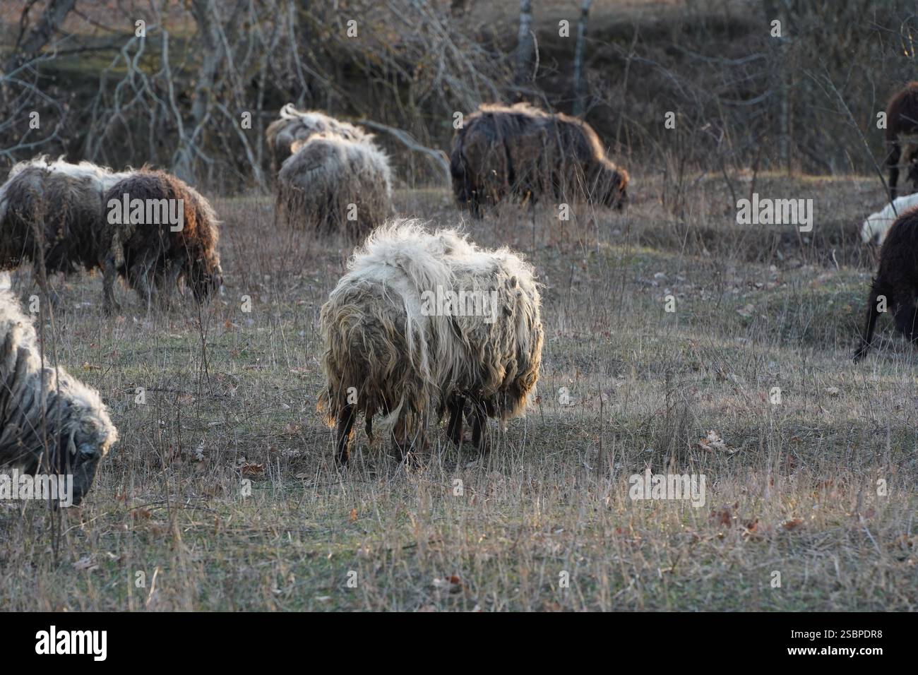 A herd of sheep grazing in a field with distant trees for shade Stock ...