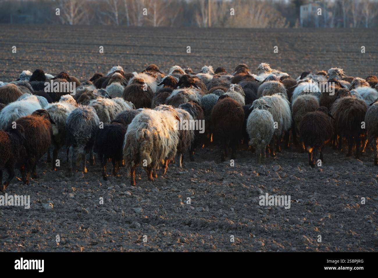 A flock of sheep are leisurely walking together in an open field Stock ...