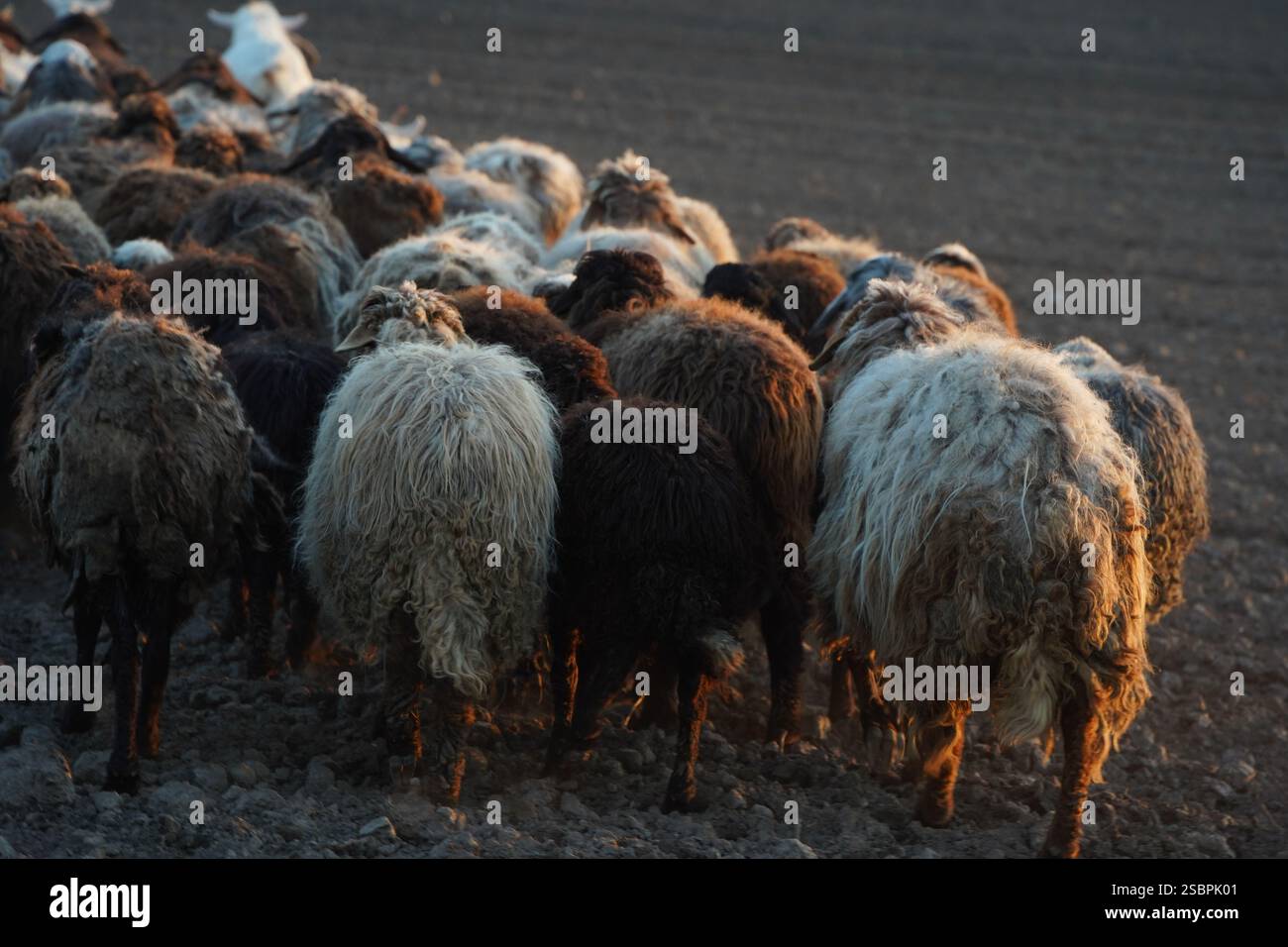 A flock of sheep is slowly walking across a gravel road today Stock ...