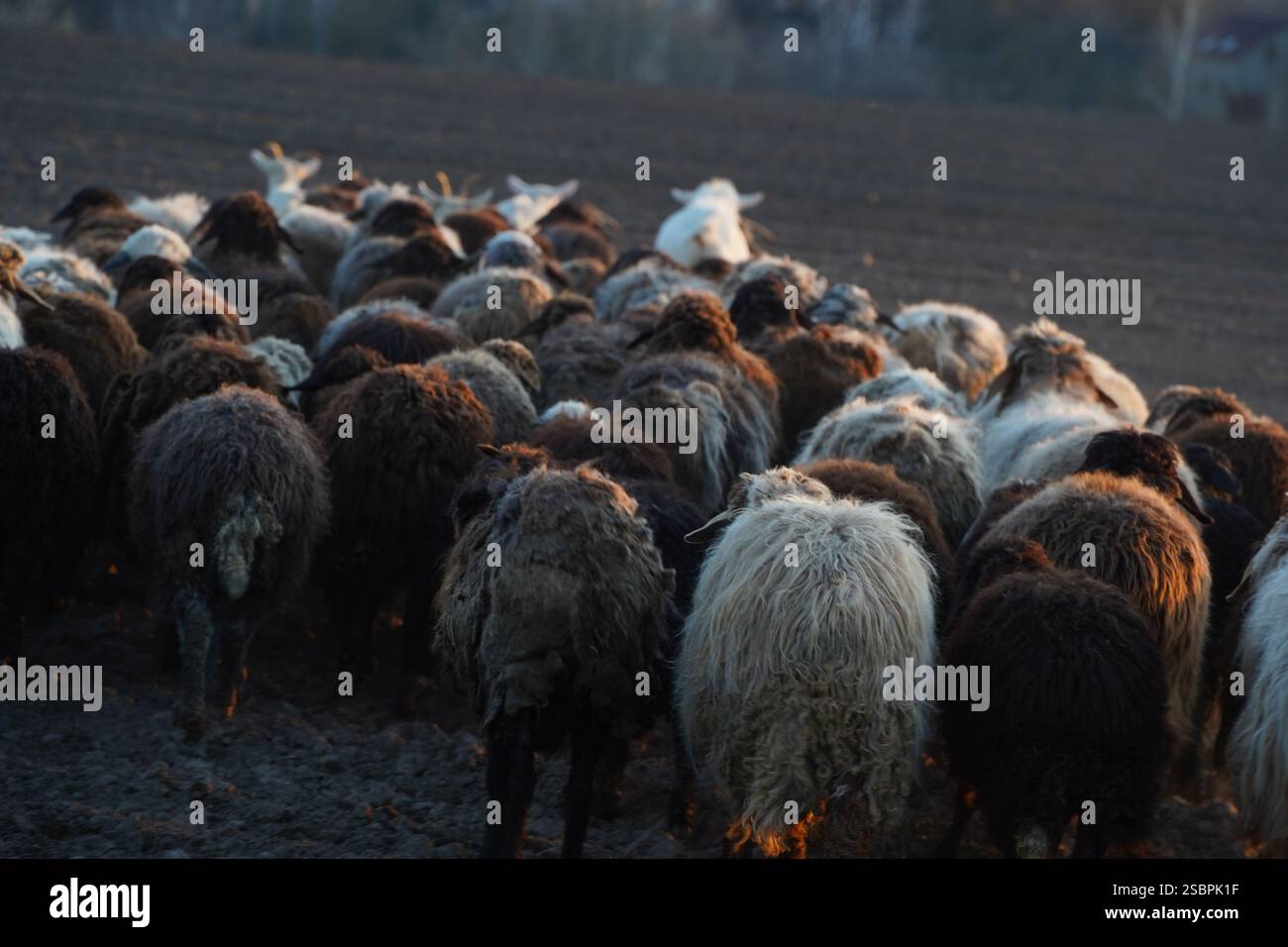 A flock of sheep is slowly walking across a gravel road today Stock ...