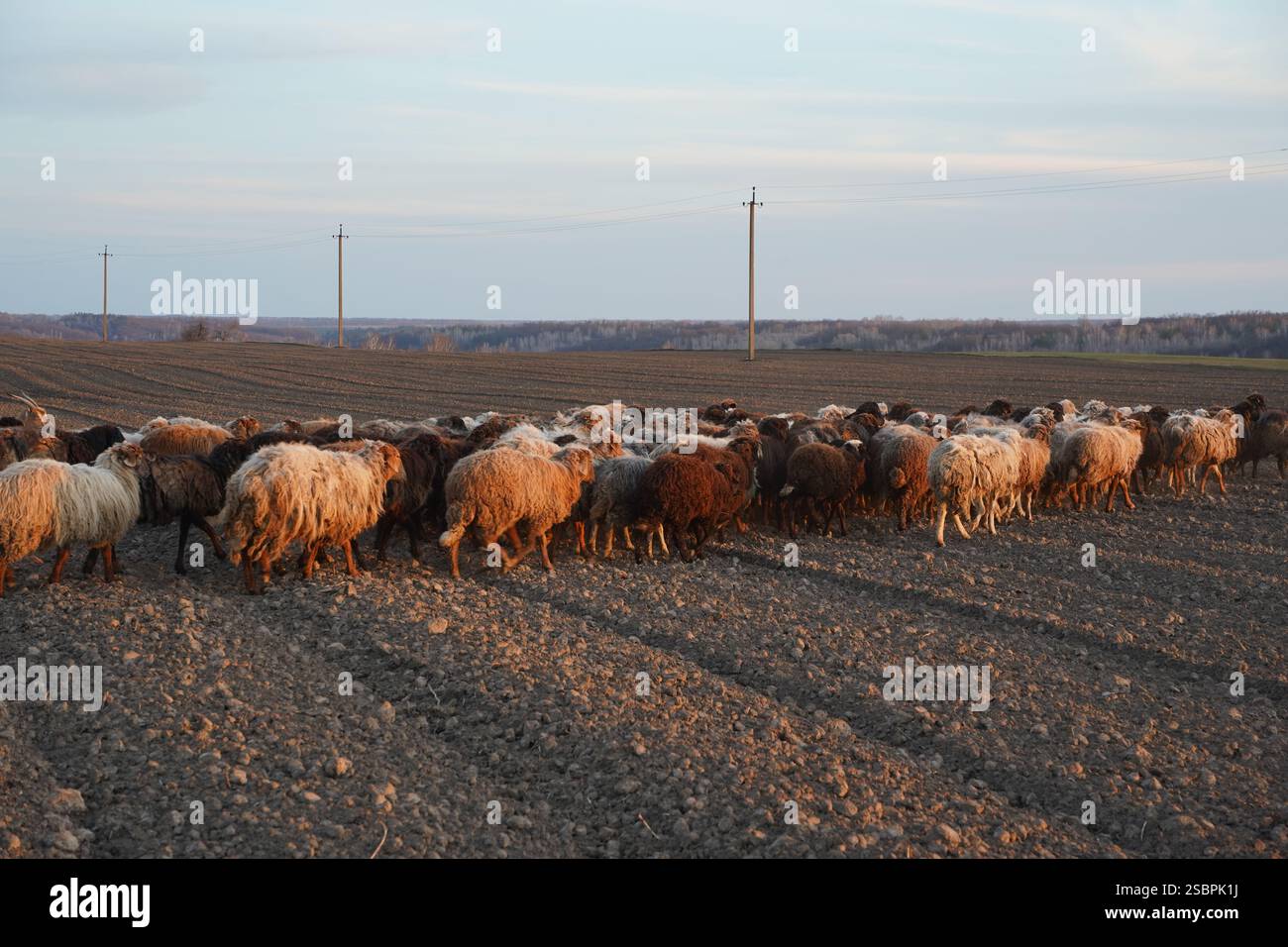 A flock of sheep is slowly walking across a gravel road today Stock ...