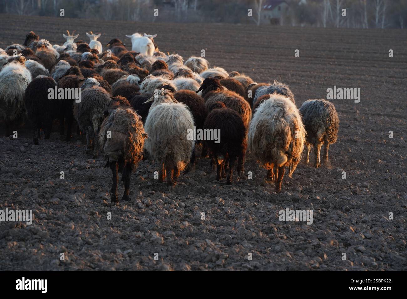 A flock of sheep is slowly walking across a gravel road today Stock ...