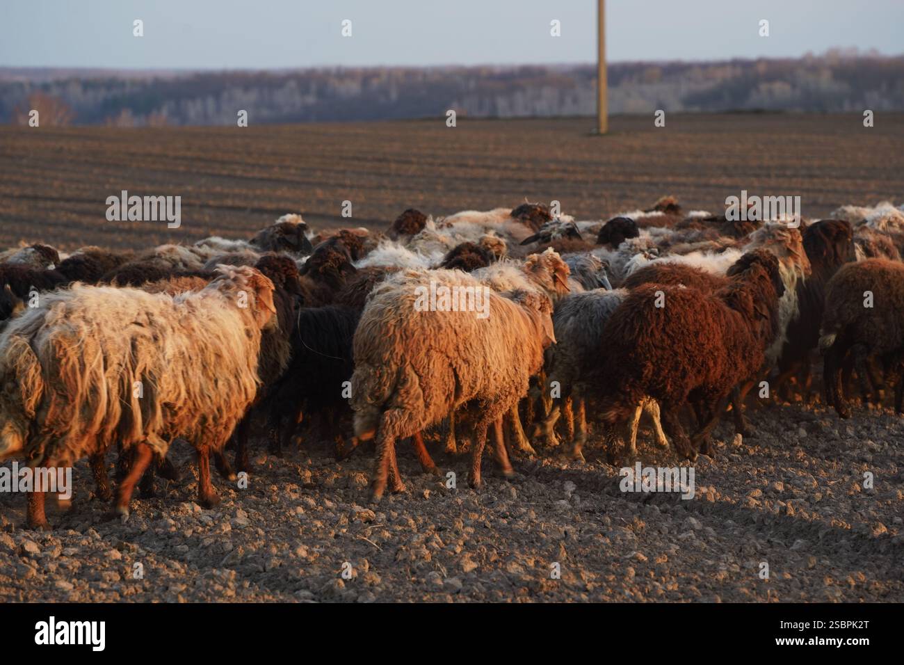 A flock of sheep is slowly walking across a gravel road today Stock ...
