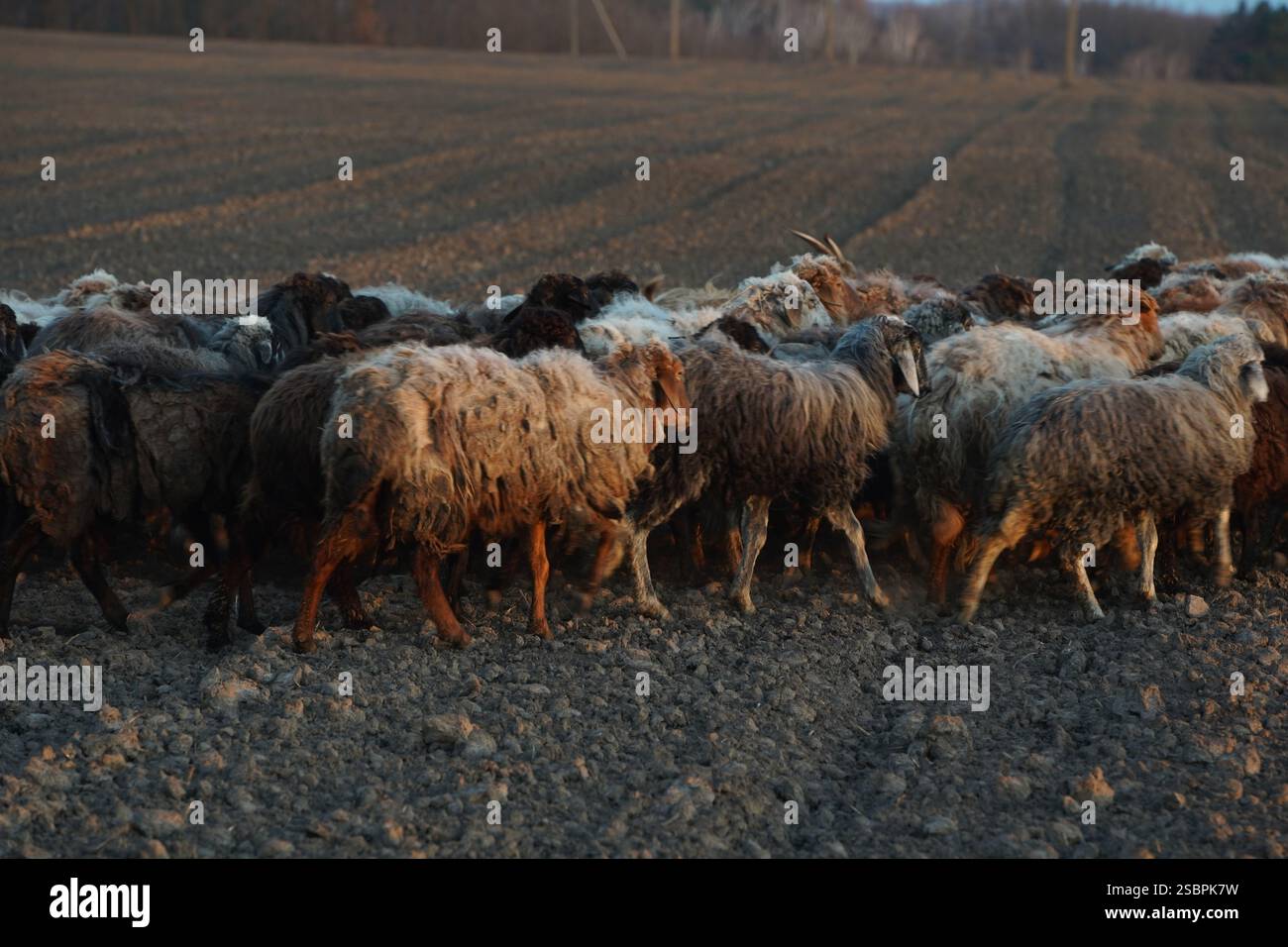 A flock of sheep is slowly walking across a gravel road today Stock ...