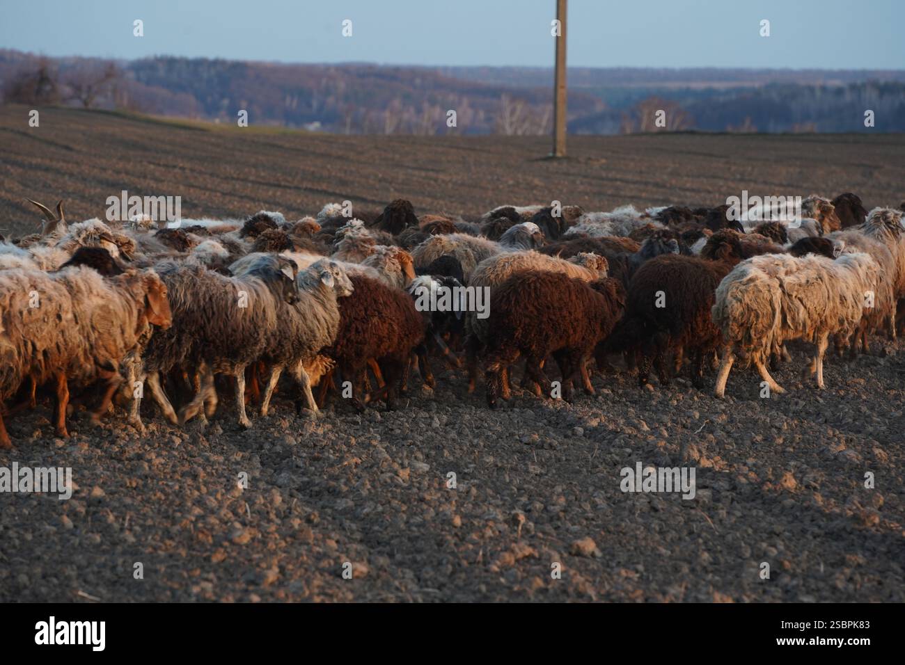 A flock of sheep is slowly walking across a gravel road today Stock ...