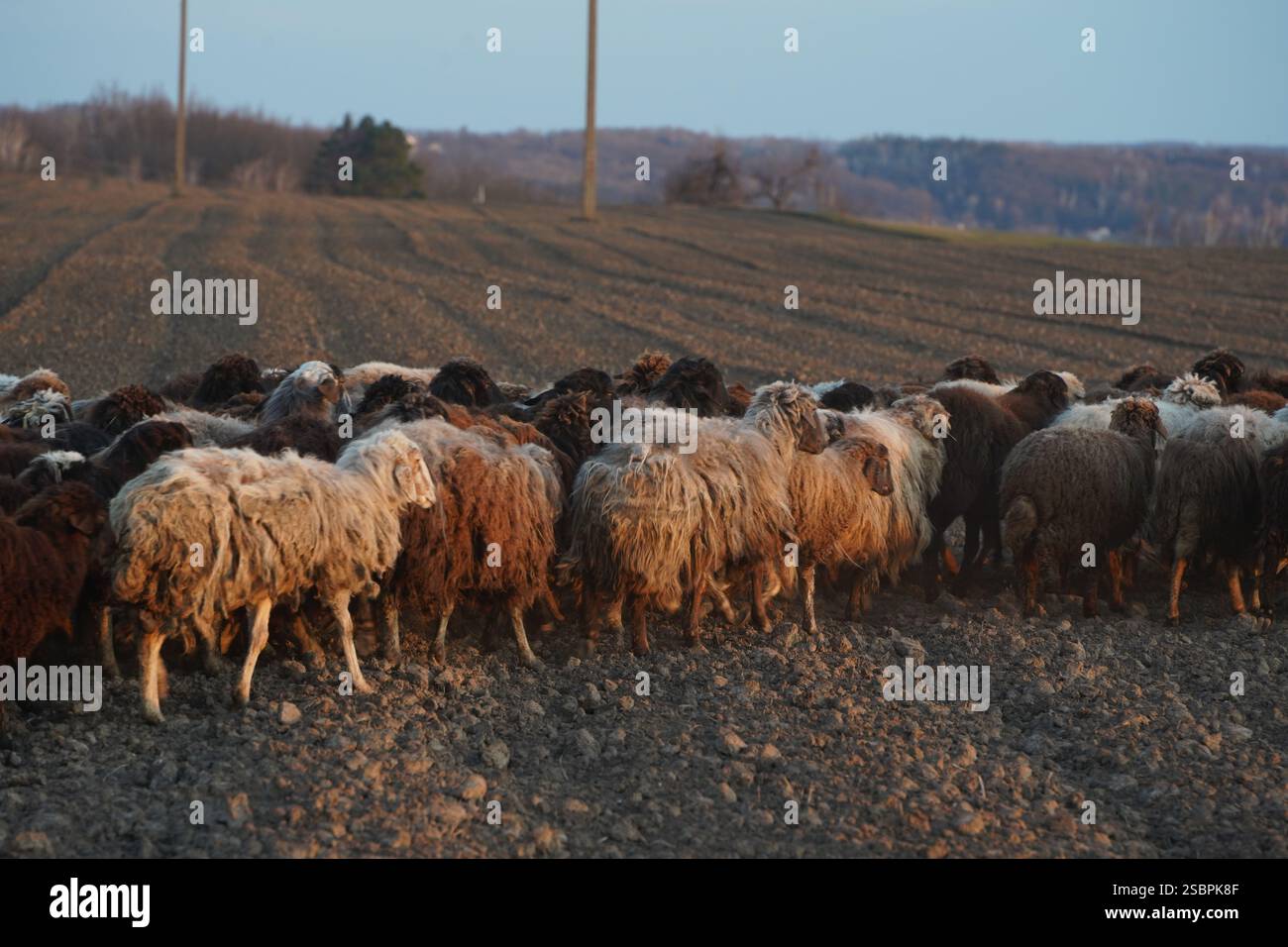 A flock of sheep is slowly walking across a gravel road today Stock ...