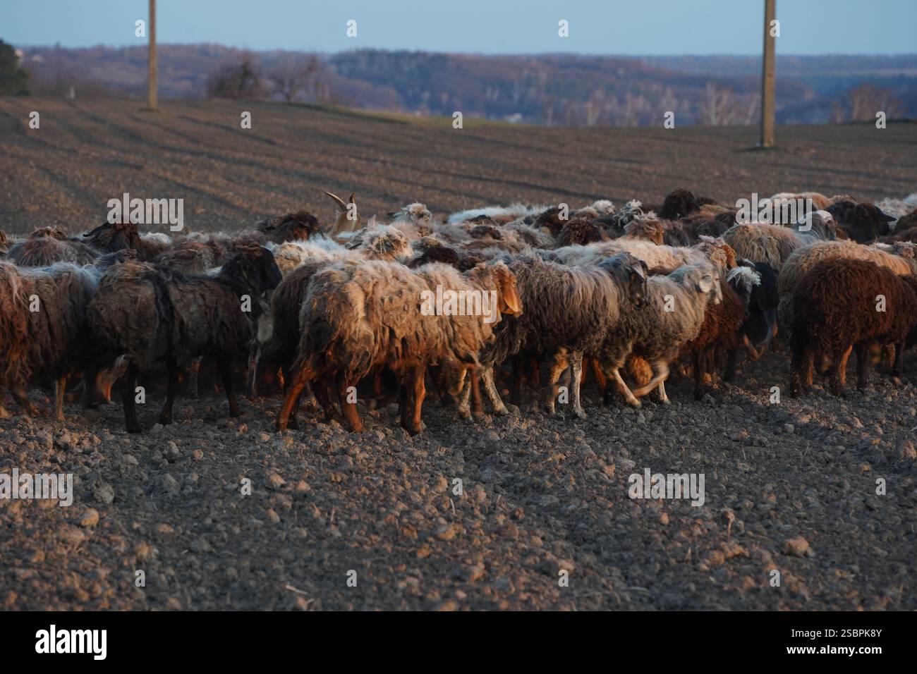 A large herd of sheep is slowly and steadily walking across a gravel ...