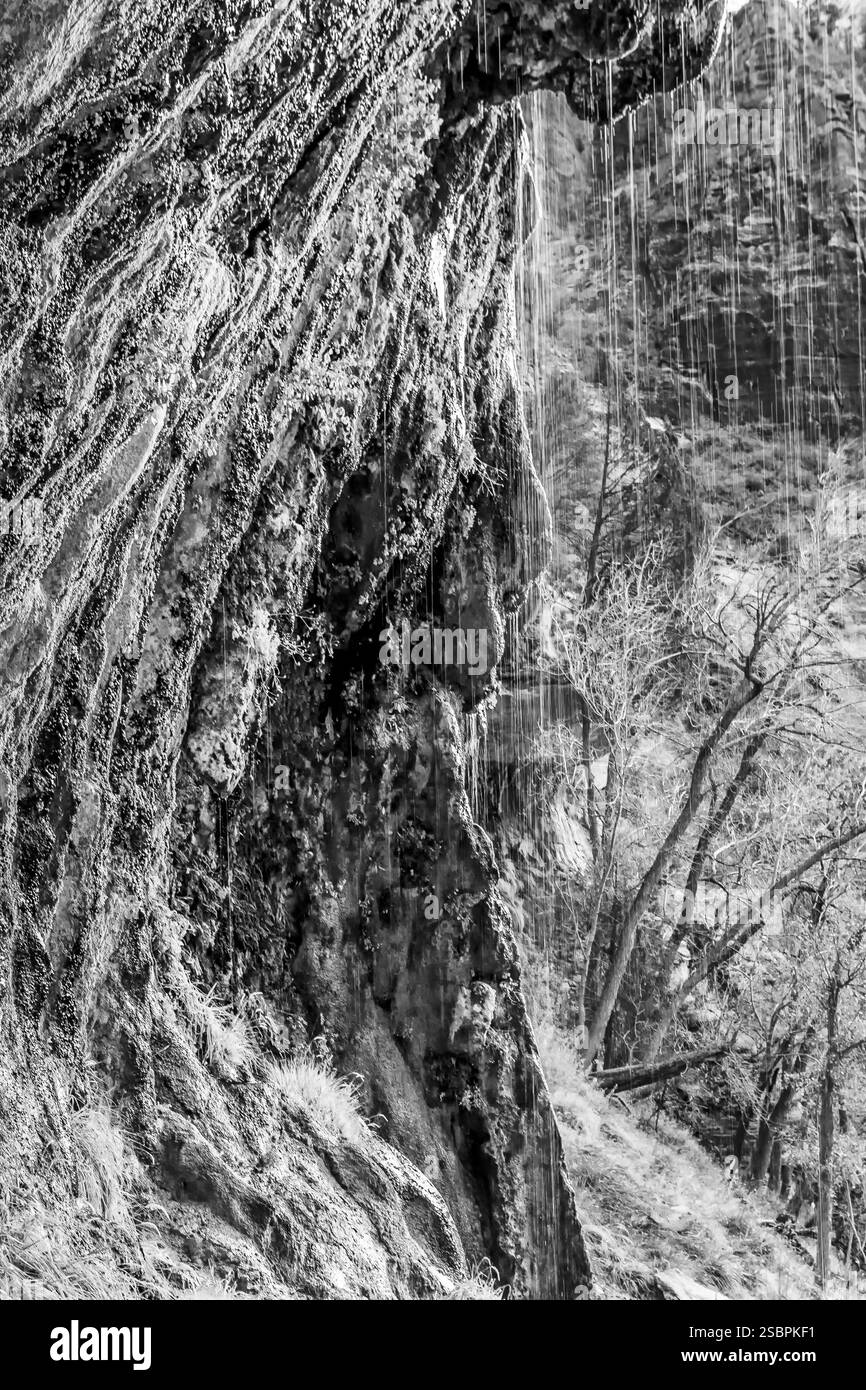 Tree trunk with a lot of moss on it. The trunk is covered in white and ...