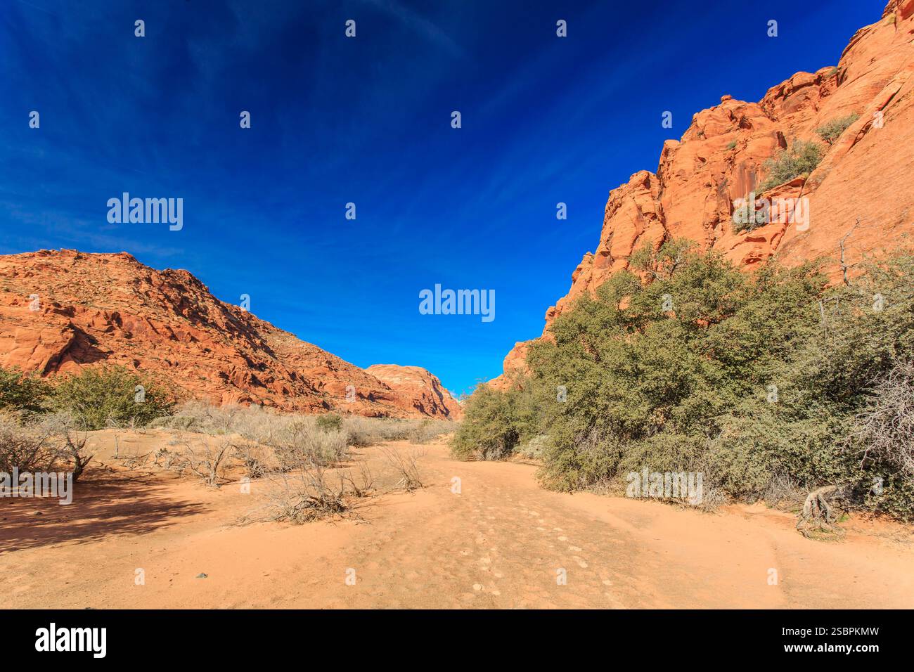Desert landscape with a blue sky and a few trees. The trees are sparse ...