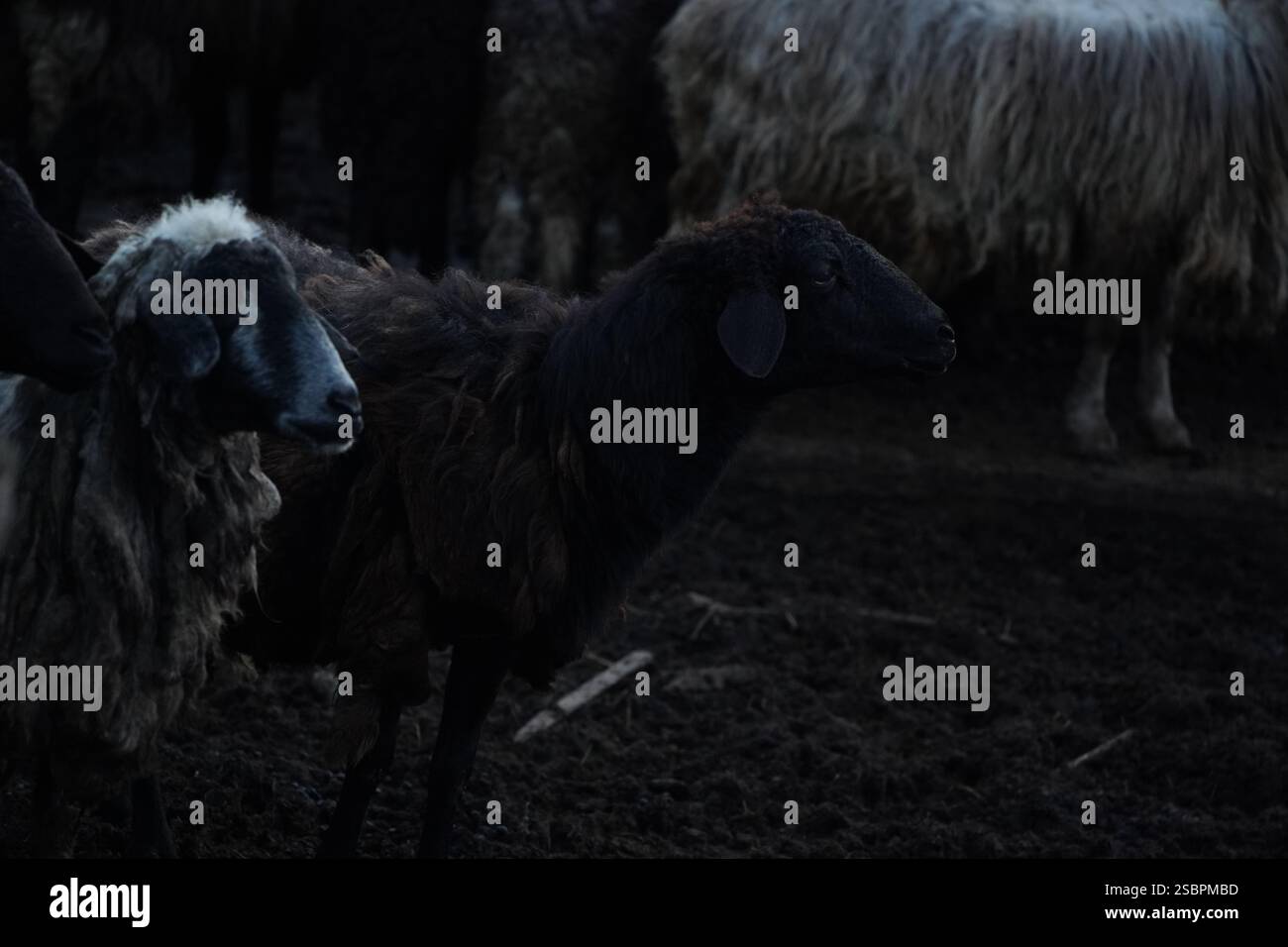 A large flock of sheep is currently standing in a dimly lit area Stock ...
