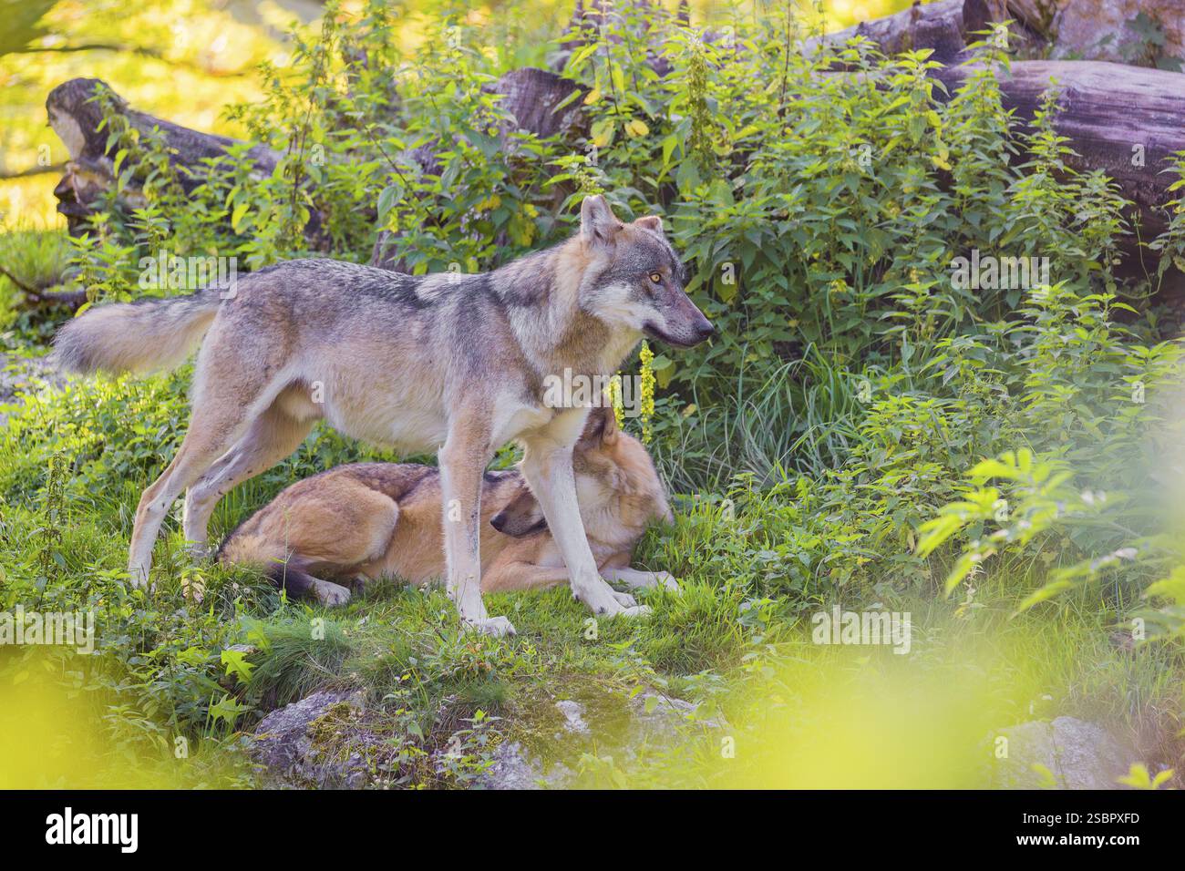 Two eurasian gray wolves (Canis lupus lupus) on a small hill between ...