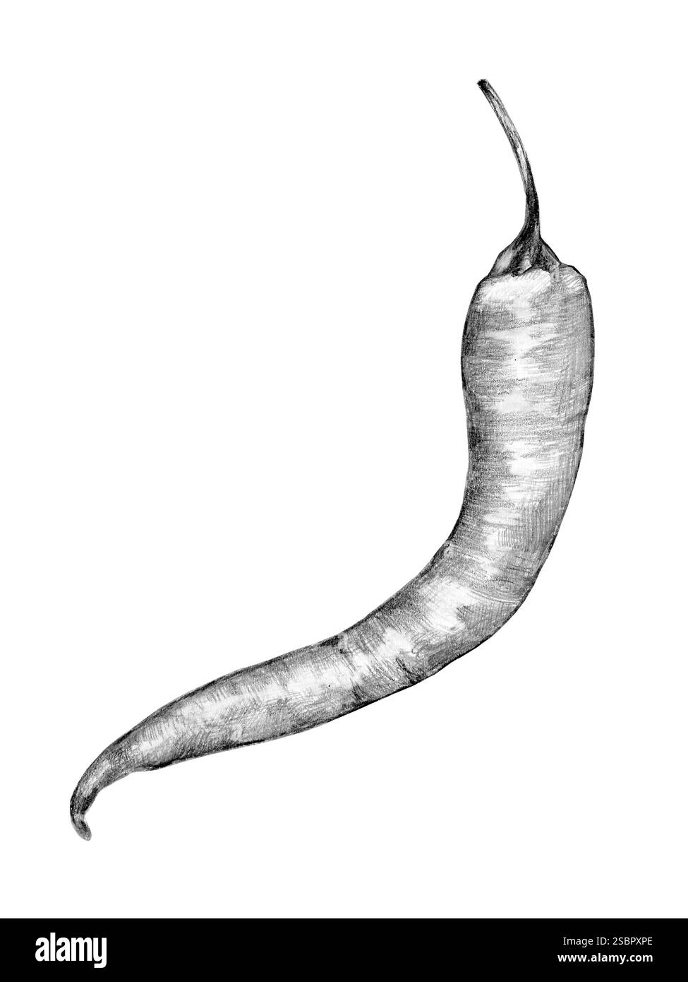 hot chili pepper young drawn in pencil on white background Stock Photo