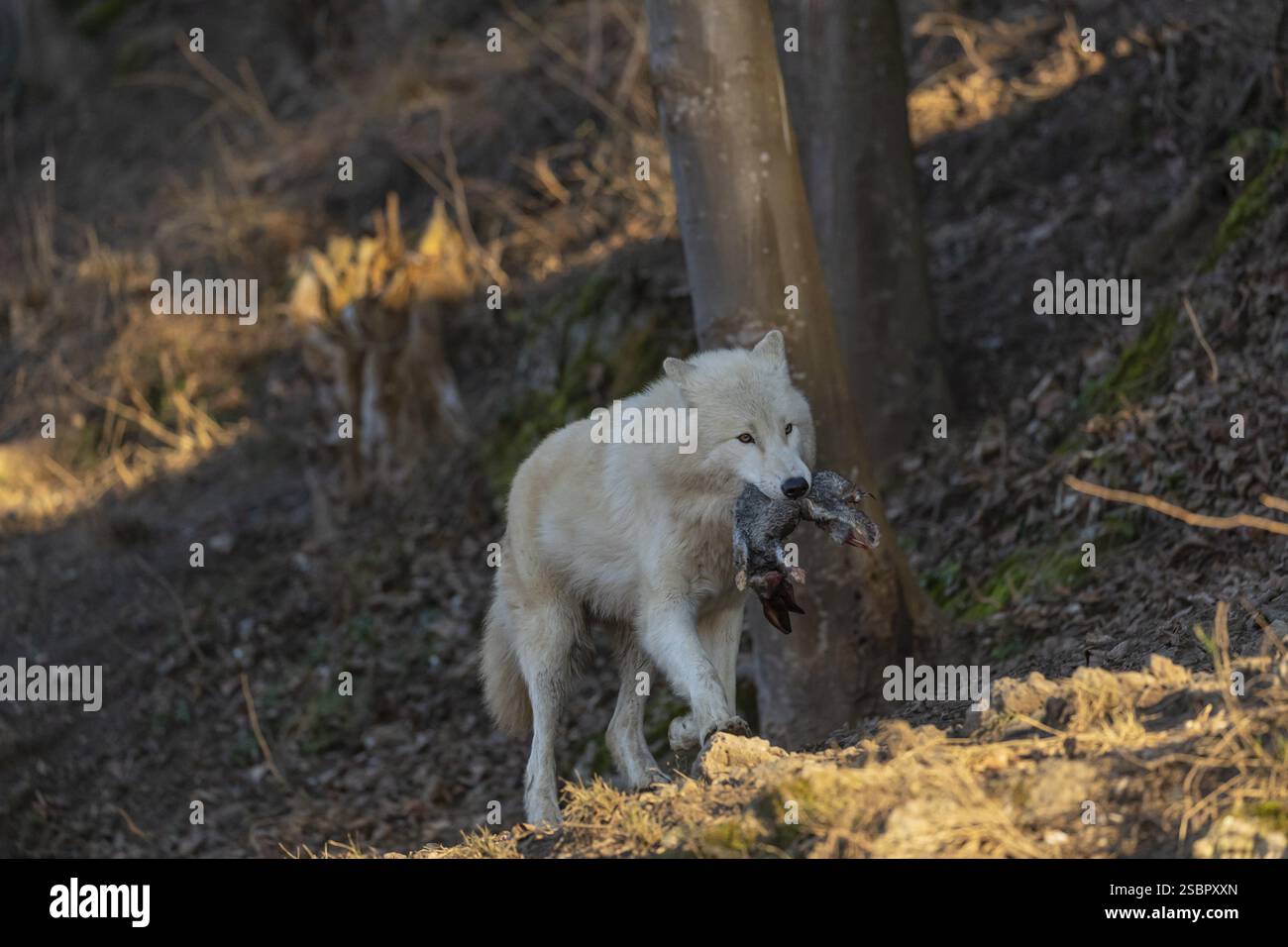 One adult Arctic wolf (Canis lupus arctos) running through a forest on ...