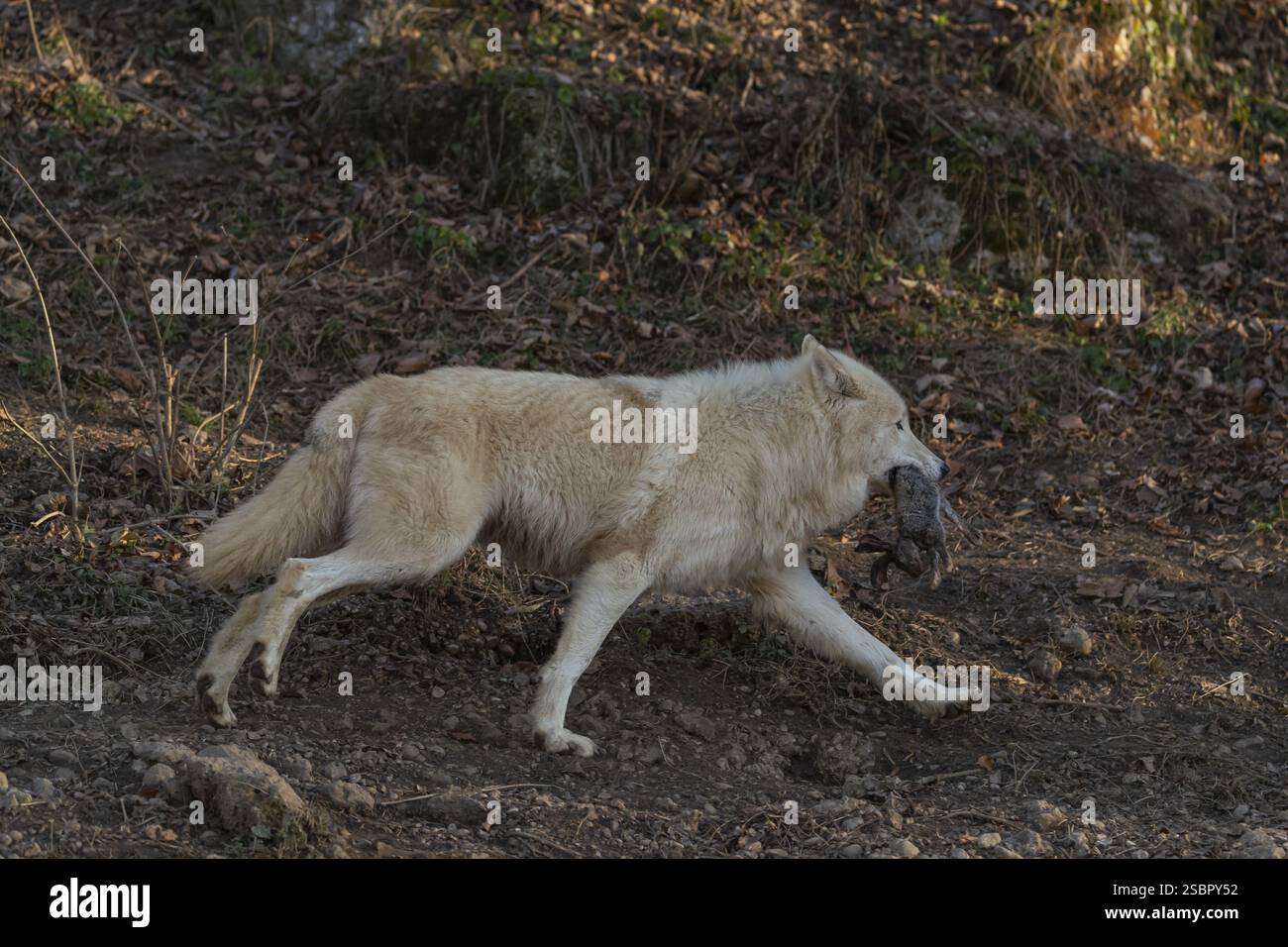 One adult Arctic wolf (Canis lupus arctos) running through a forest on ...