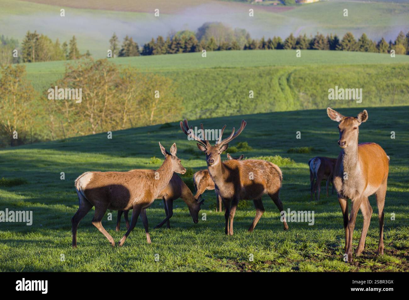 A herd of Altai maral, Altai wapiti or Altai elk (Cervus canadensis ...