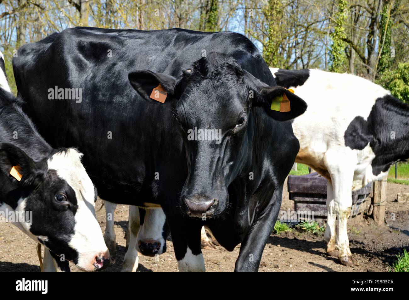 Herd of dairy cow. It is a Holstein Friesian breed cow used for the ...