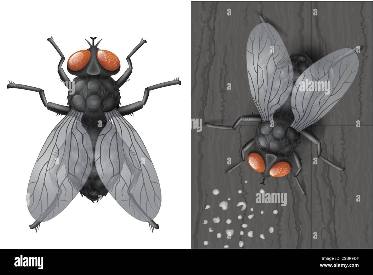 Realistic insect fly in vector Stock Vector