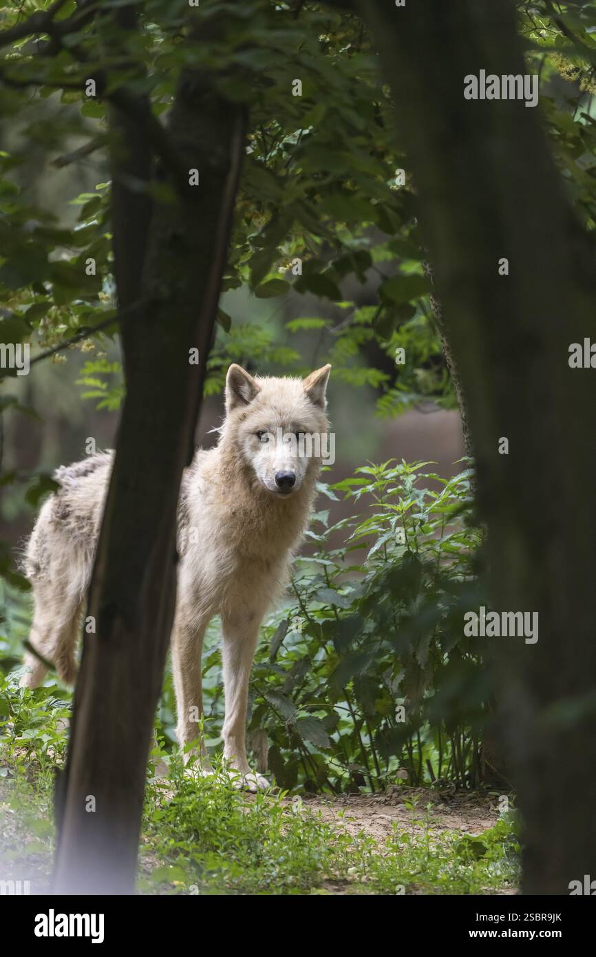 One adult Arctic wolf (Canis lupus arctos) portrait between trees with ...
