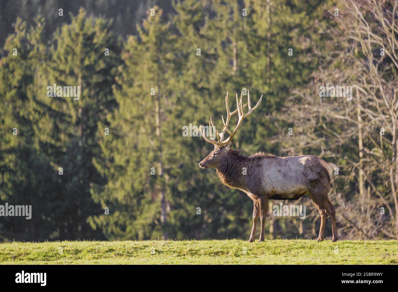Altai wapiti cervus canadensis sibiricus hi-res stock photography and ...