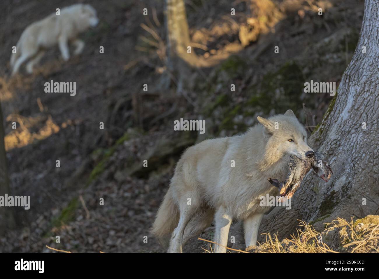 One adult Arctic wolf (Canis lupus arctos) running through a forest on ...