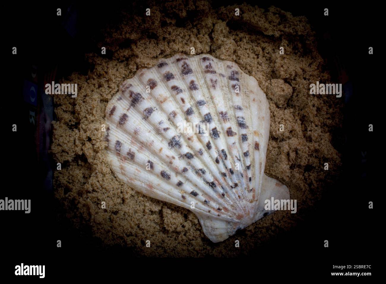 Natural seashell macro texture. Seashells background texture Stock ...