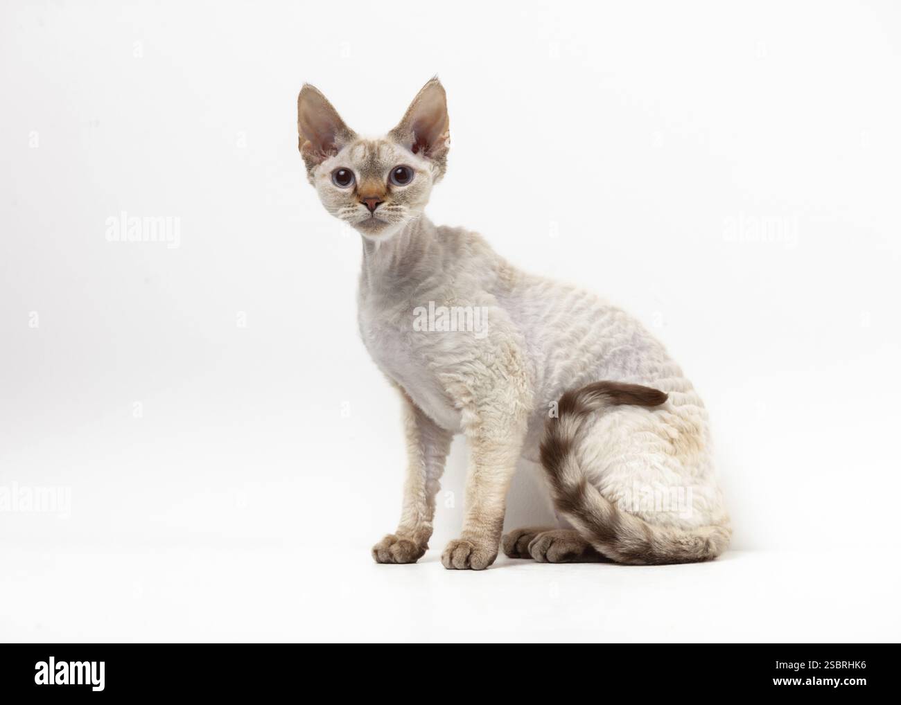 Devon Rex Cat. Portrait on a white background Stock Photo