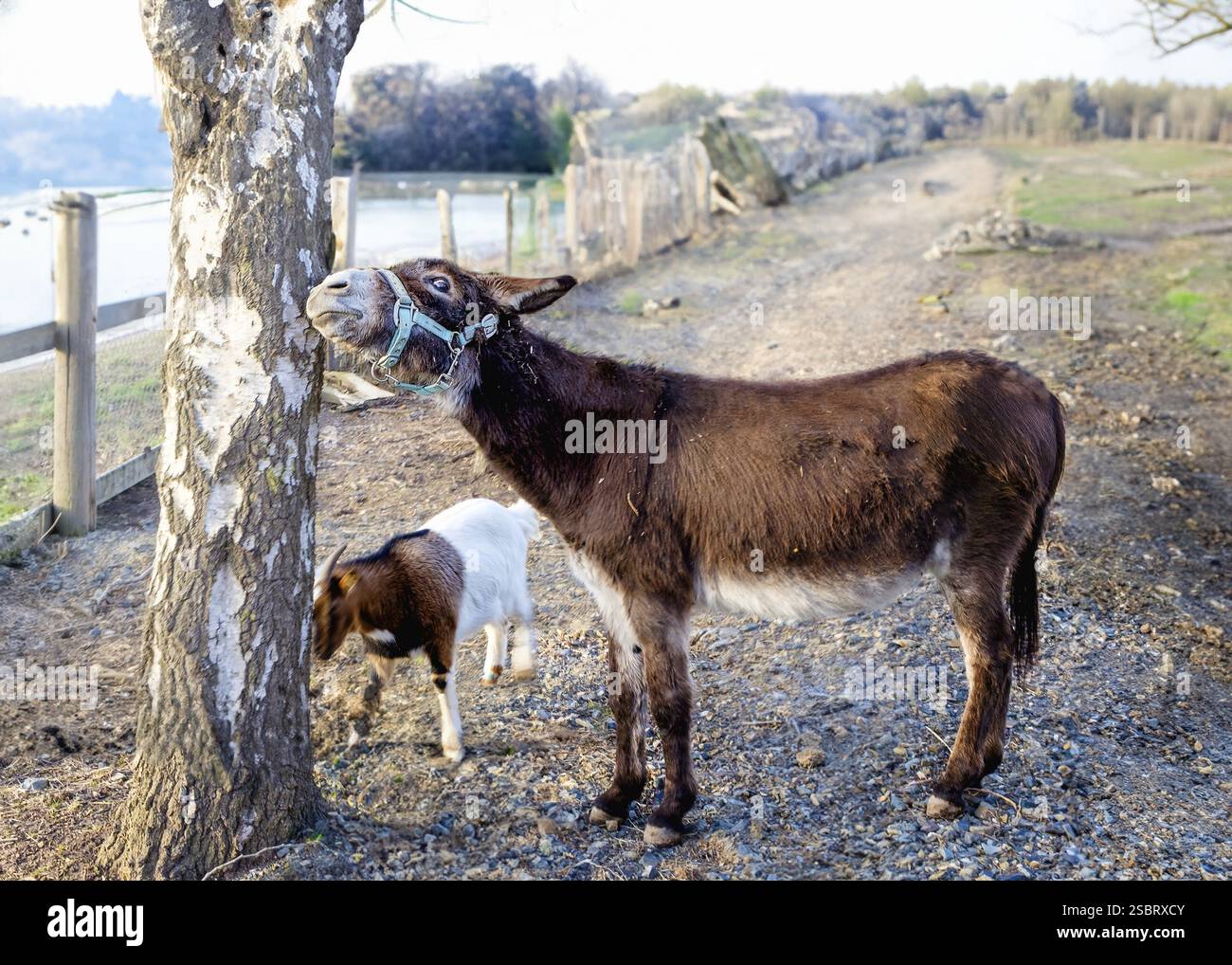 A working animal, the donkey, and a terrestrial animal, the goat, are standing next to a tall tree in a picturesque landscape. The sky is clear, and a Stock Photo