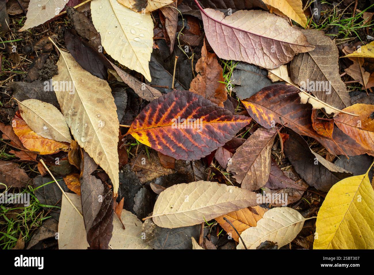 Fallen leaves lying on grass in a garden in the UK Stock Photo - Alamy