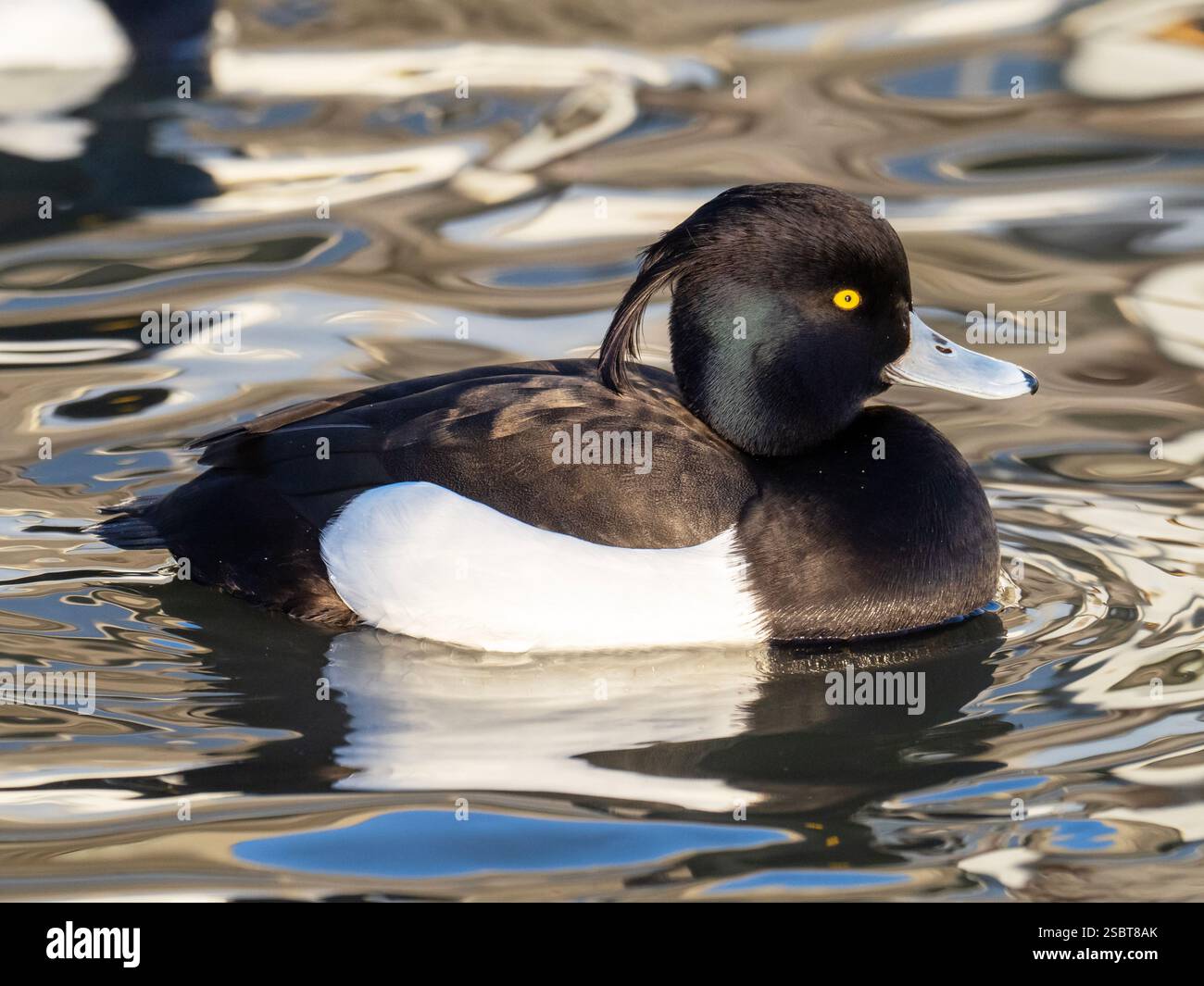 a-male-tufted-duck-aythya-fuligula-at-wildfowl-and-wetland-trust
