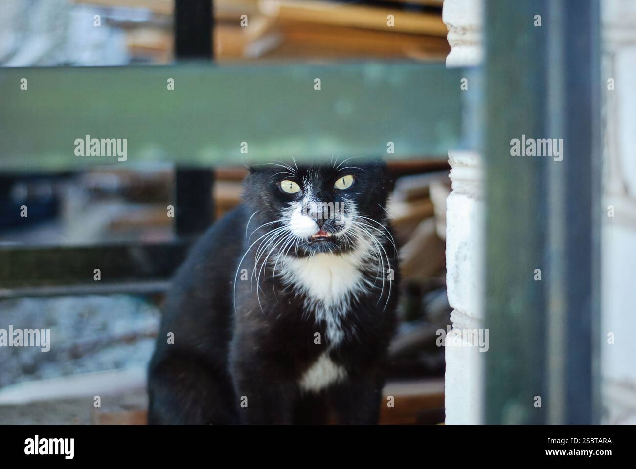 Black-and-White Feline with curious expression peering from behind fence Stock Photo
