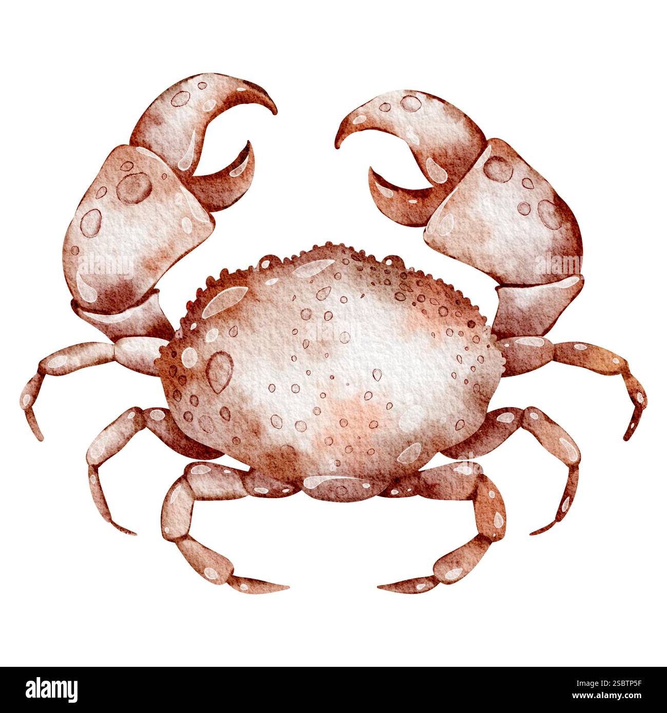 Watercolor crab on isolated background Stock Photo - Alamy