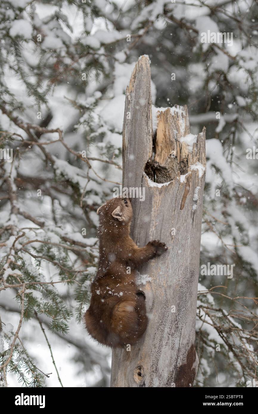 Pine Marten ( Martes americana ) in winter, snow, climbing up an old broken hollow tree, Yellowstone NP, USA. Stock Photo