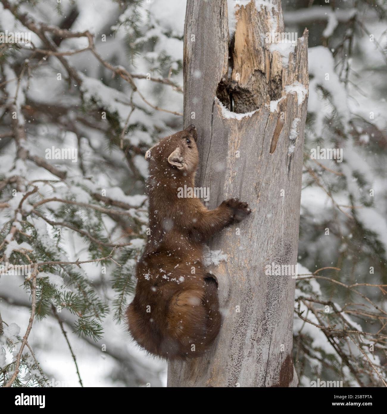 Pine Marten ( Martes americana ) in winter, snow, climbing up an old broken hollow tree, Yellowstone NP, USA. Stock Photo