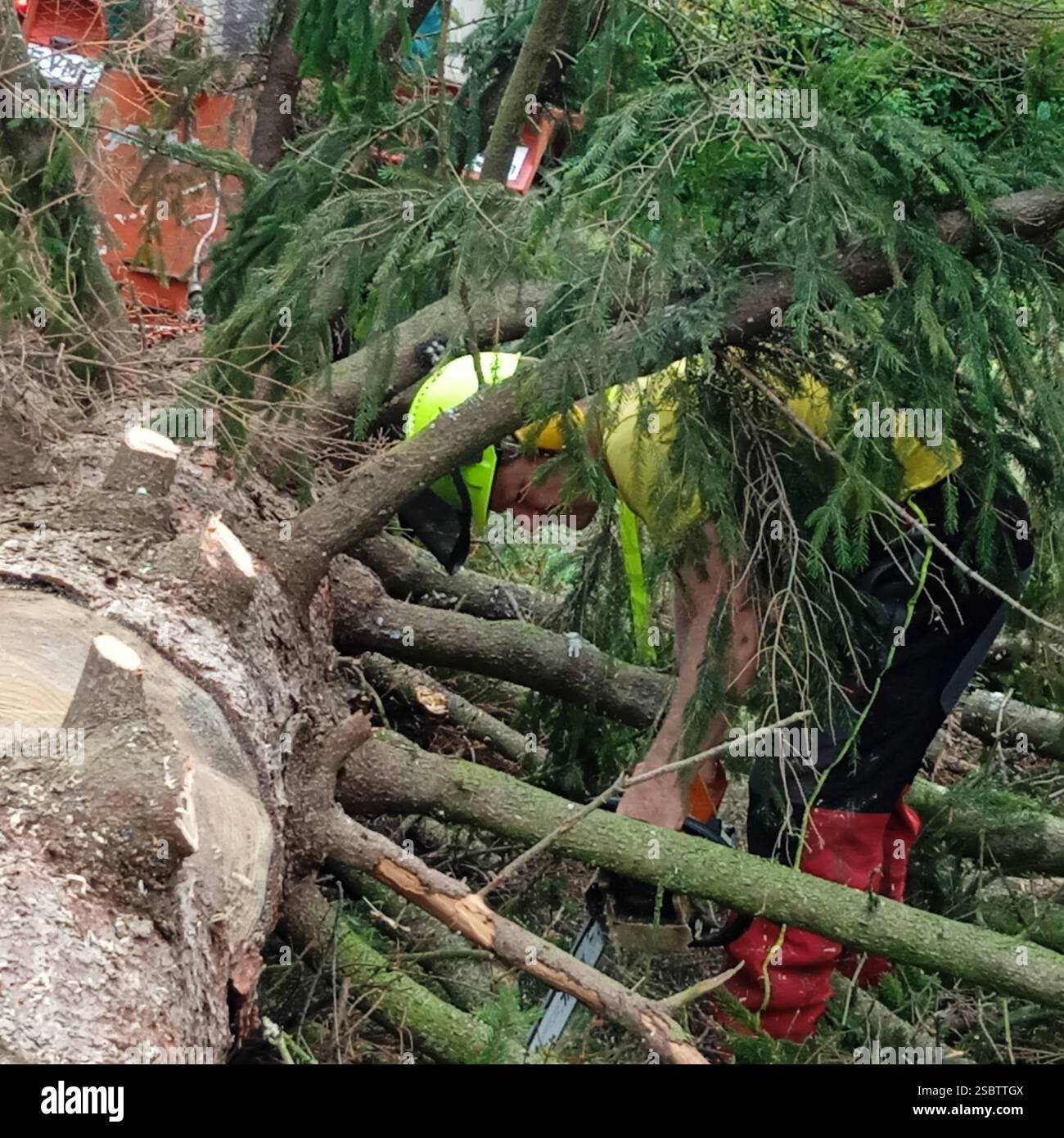 a lumberjack with a chainsaw cutting trees in the forest Lumberjack ...