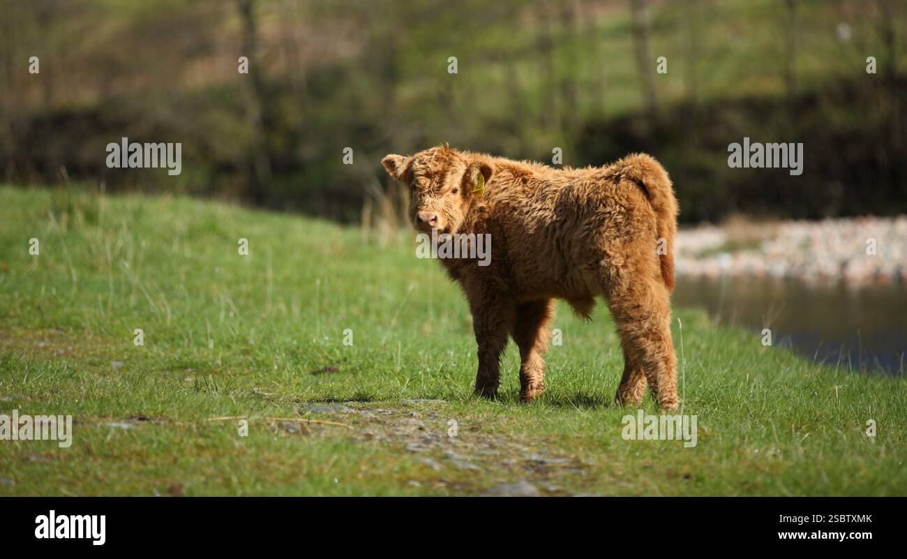 Highland Cow Calf in Glen Nevis in the Scottish Highlands Stock Photo ...