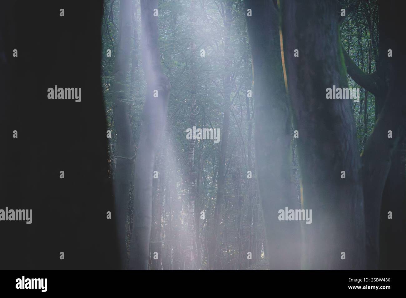 Sun rays emerging though tree hi-res stock photography and images - Alamy