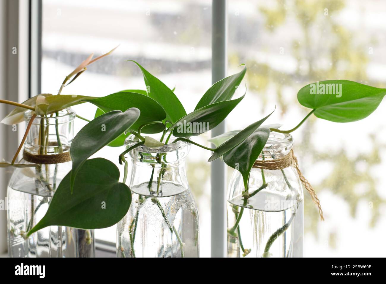 Heartleaf philodendron hi-res stock photography and images - Alamy
