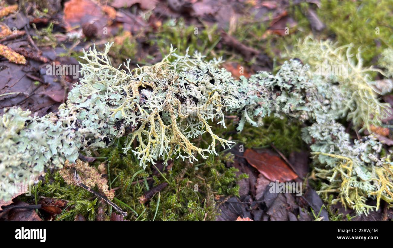 Beautiful wild lichen deep in the forest on the woodland ground with moss and leaves. Close up. Macro nature - Smartphone Captured Stock Image Beautiful wild lichen deep in the forest on the woodland ground with moss and leaves. Close up. Macro nature - Smartphone Captured Stock Image
