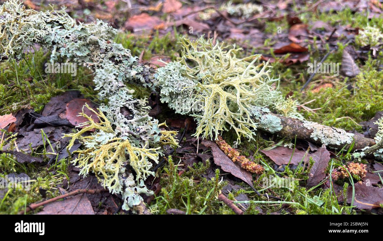 Beautiful wild lichen deep in the forest on the woodland ground with moss and leaves. Close up. Macro nature - Smartphone Captured Stock Image Beautiful wild lichen deep in the forest on the woodland ground with moss and leaves. Close up. Macro nature - Smartphone Captured Stock Image