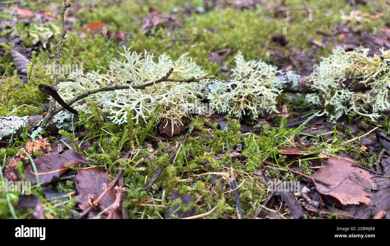 Beautiful wild lichen deep in the forest on the woodland ground with moss and leaves. Close up. Macro nature - Smartphone Captured Stock Image Beautiful wild lichen deep in the forest on the woodland ground with moss and leaves. Close up. Macro nature - Smartphone Captured Stock Image