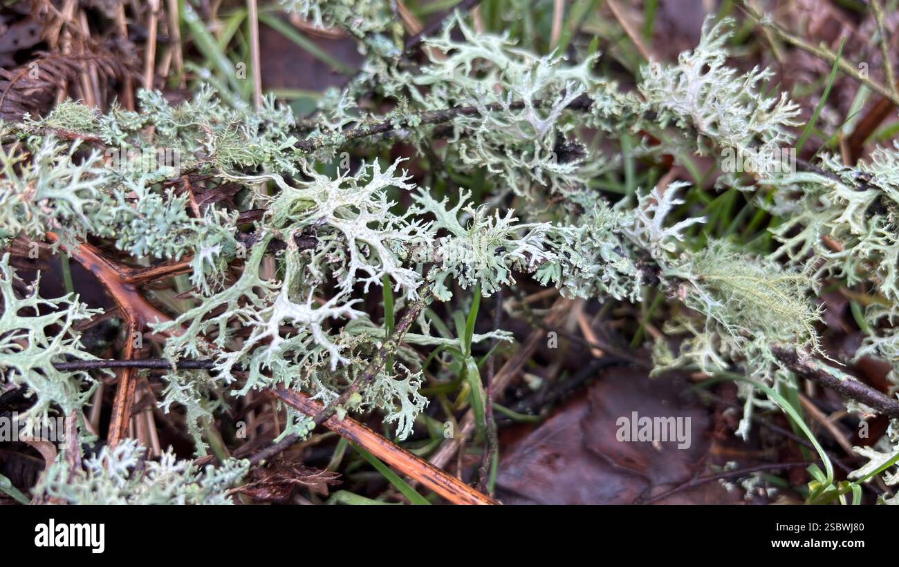Beautiful wild lichen deep in the forest on the woodland ground with moss and leaves. Close up. Macro nature - Smartphone Captured Stock Image Beautiful wild lichen deep in the forest on the woodland ground with moss and leaves. Close up. Macro nature - Smartphone Captured Stock Image