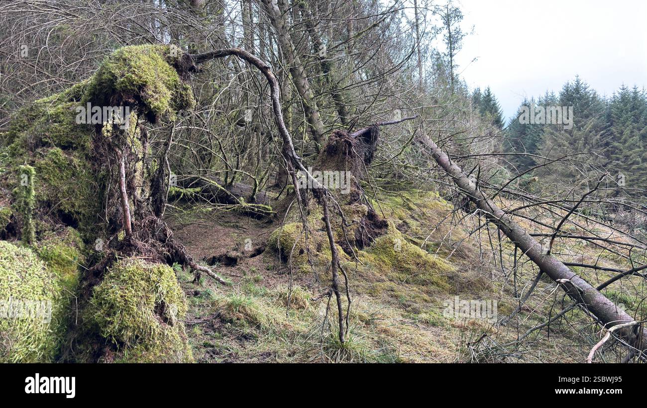 Storm eowyn trees hi-res stock photography and images - Alamy