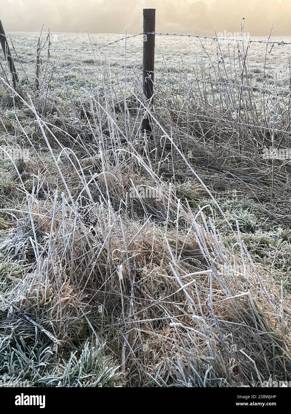 Close-up of frosty grass in Oxfordshire - Smartphone Captured Stock Image