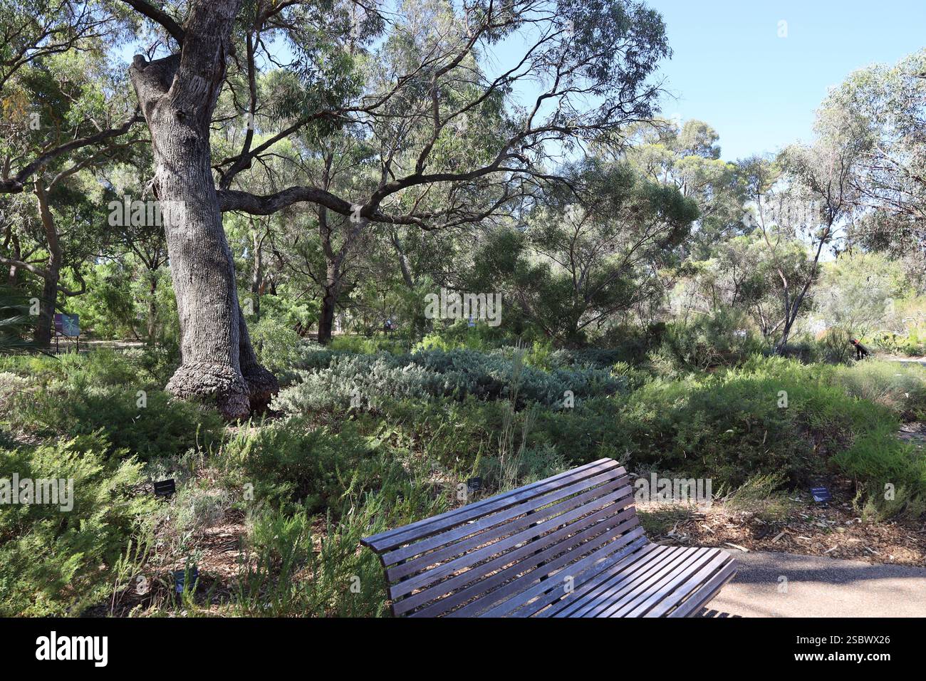 Shady dense hi-res stock photography and images - Alamy